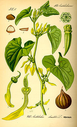 Herttapiippuruoho (Aristolochia clematitis)