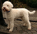 lagotto blanc