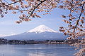 Image 85Mount Fuji and sakura (cherry blossoms) are national symbols of Japan. (from Culture of Japan)