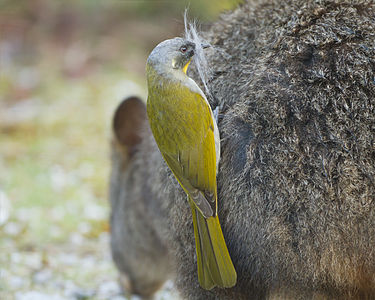 Yellow-throated honeyeater, by JJ Harrison