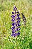 The silky lupine (Lupinus sericeus)