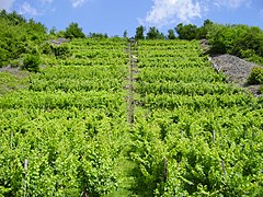 Viñedos en Ammerlanden entre Möckmühl e Züttlingen.