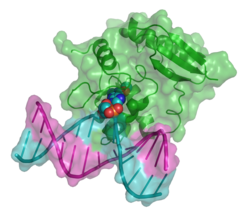 O6-Methylguanin-DNA-Methyltransferase