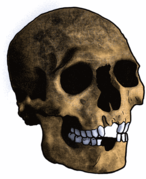 Cráneo tipo Mechta el-Arbi, con avulsión de incisivos