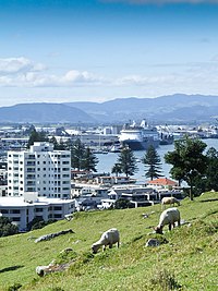 Tauranga from Mount Maunganui