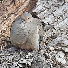 A mourning dove siting on wood