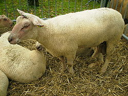 Mouton charollais