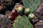 德州仙人掌梨果（英语：Opuntia engelmannii） Texas prickly pear