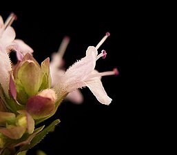 Blomma sedd från sidan Lägg märke till hårigheten på kronbladens utsida och att ståndarna är utstjutande