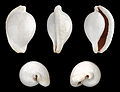 A shell of Ovula ovum