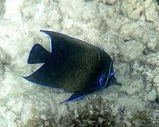 En el Parque Nacional Marino de Port Launay, Mahé, Seychelles