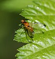 Palloptera saltuum: Pallopteridae vibrate their wings during courtship and make robotic movements.