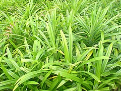 Description de l'image Pandan (screwpine) leaves.JPG.