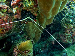 Une langouste à pattes rayées (Panulirus femoristriga)