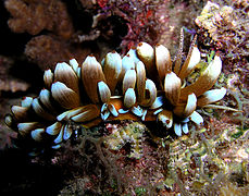 Phyllodesmium kabiranum.