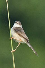 P. i. franklinii Tamil Nadu, India