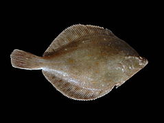 The European plaice is the principal commercial flatfish in Europe.