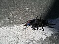 A pompilid has captured a spider in Quito, Ecuador.