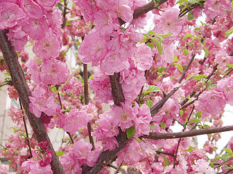 Des fleurs de pêcher (Prunus persica var. duplex). (définition réelle 2 560 × 1 920*)