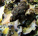 Yellow pseudocyphellea on the underside of a species of Pseudocyphellaria growing near Bariloche, Argentina.