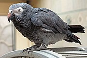 A grey parrot with a white mask. The dark bill has a lighter colouring on the upper mandible.