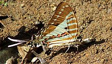 Spot swordtail seen mud-puddling at Yeoor, India