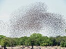 Flock of red-billed queleas