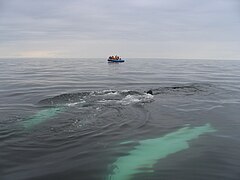 Whales watching near Anticosti Island 2004