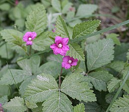 Åkerbärsblommor