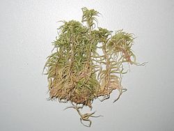 Sphagnum subnitens (exemplar de herbário).