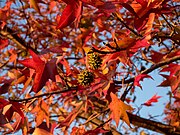 Sweetgum fall foliage and seedpods, Brooklyn, New York