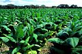 Some of the tobacco fields that are common north of town.