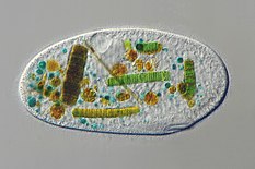 Ciliado (protista)