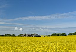 Rapsfält vid byn Võipere.