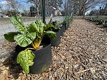 Grows bags provide a flexible and mobile gardening environment for land labs. Chard and kale are growing in these grow bags.