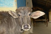 Water buffalo calf, India