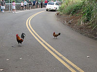 Why did the chicken cross the road? To become poultry in motion.