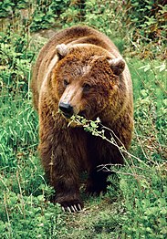 Wild grizzly bear by Ashley Lee