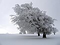 Tree in Winter