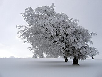 Un arbre par fort givre, en Forêt-Noire (Allemagne). (définition réelle 2 643 × 1 986*)