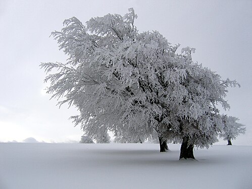 Winter is one of the four seasons of temperate zones. Meteorological winter is the season having the shortest days (which vary greatly according to latitude) and the lowest temperatures. (Credit: Richard Fabi.)