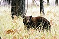 Black bear at Yosemite