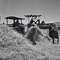 Arab labourers threshing, Menahemia, 1947