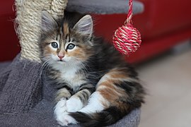 Calico torbie.