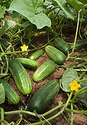 Cucumis sativus