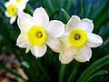 Daffodil Narcissus