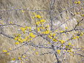 Acacia nebrownii in fiore durante il periodo secco