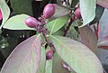 Acokanthera oblongifolia