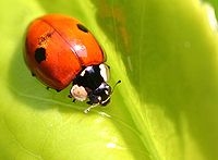 Morfo vermello de Adalia bipunctata.