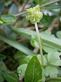 Fleur latérale à 5 pétales